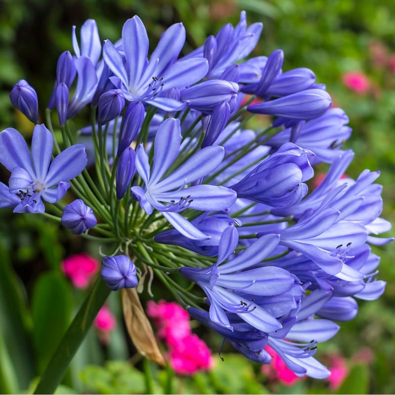 Agapanthus Agapanthus