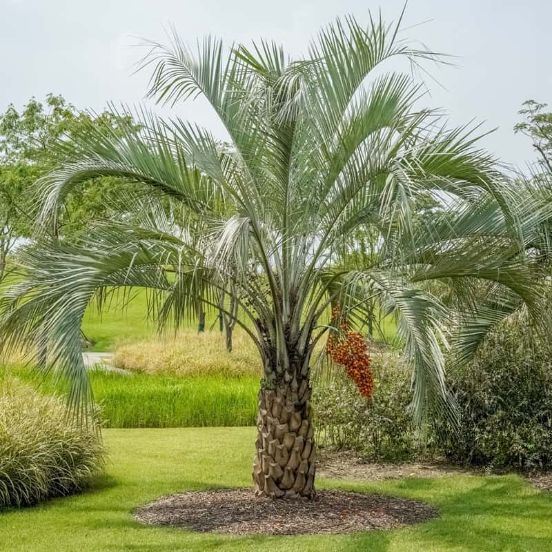 Butia capitata Butia capitata