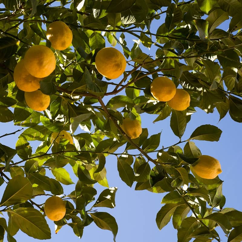Lemon tree Lemon tree