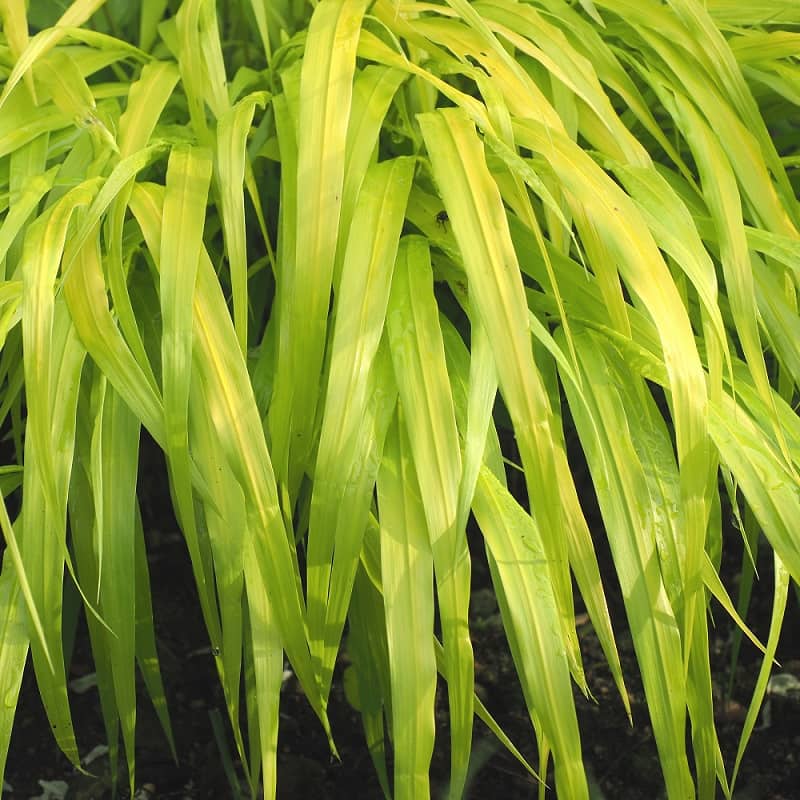 Hakonechloa macra Hakonechloa macra