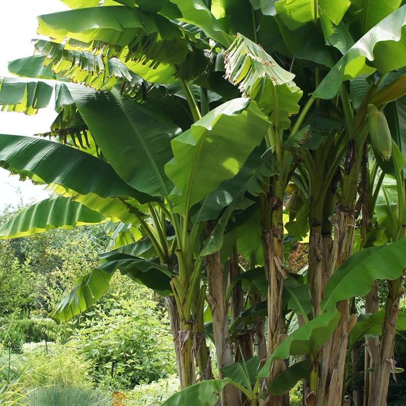 Musa basjoo Musa basjoo