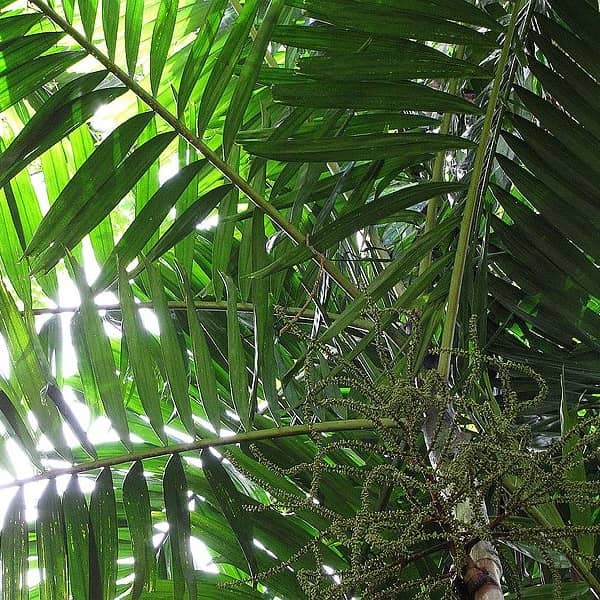 Ptychosperma elegans Ptychosperma elegans