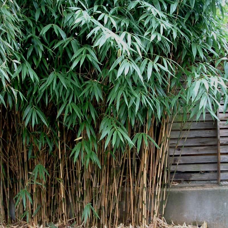 Pseudosasa Japonica Pseudosasa Japonica