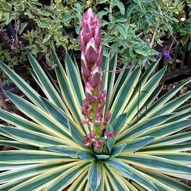 Yucca gloriosa Yucca gloriosa