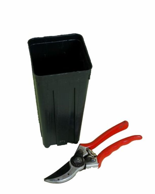 Scindapsus Treubii Dark plant