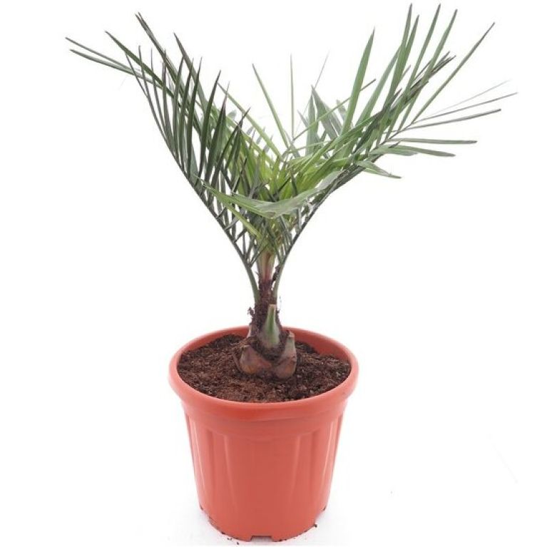 Syngonium Pink Splash