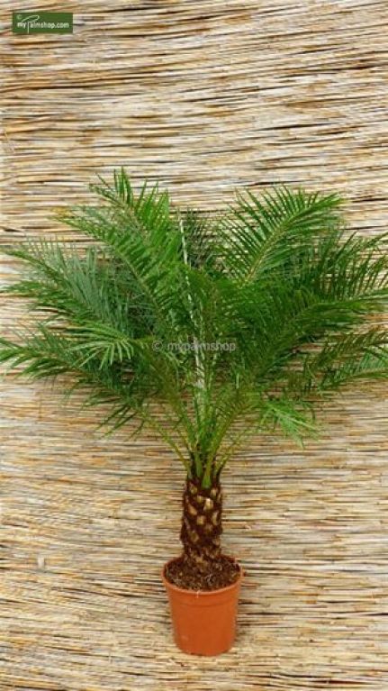 Epipremnum Pinnatum Global Green