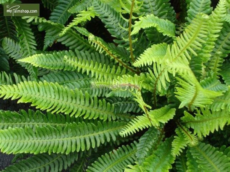 Syngonium Pink Splash