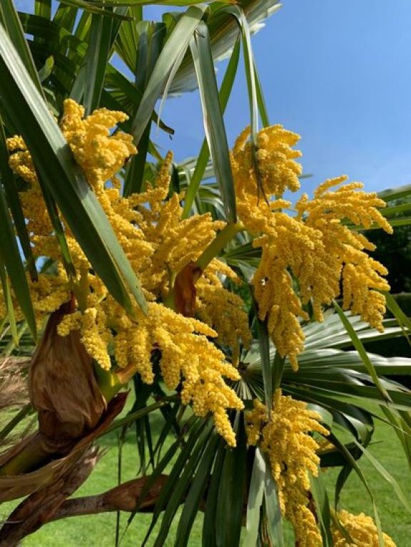 Epipremnum Pinnatum Global Green