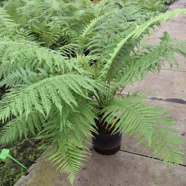 Alocasia Branchifolia Pink Passion blad