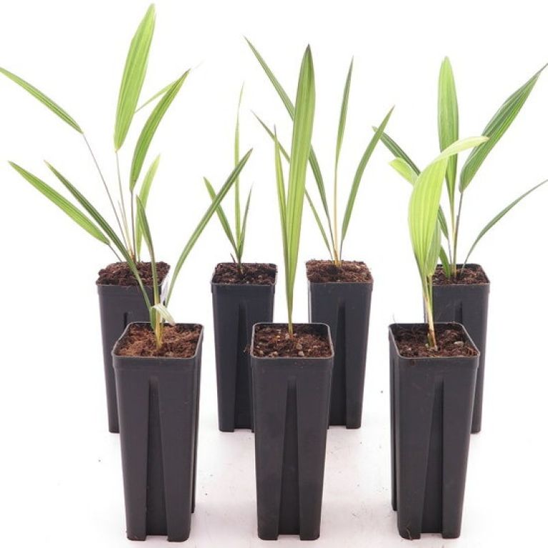 Monstera Siltepecana