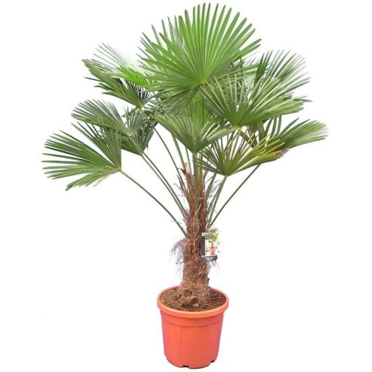 Epipremnum Pinnatum Global Green