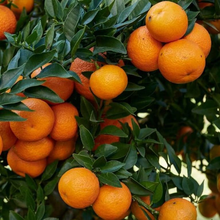 Scindapsus Treubii Dark