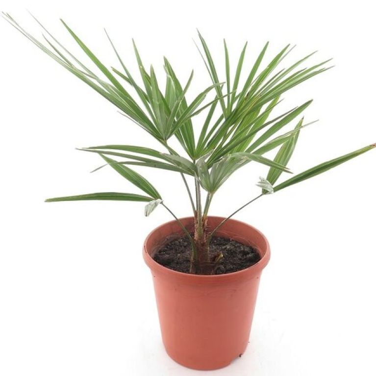 Scindapsus Treubii Dark