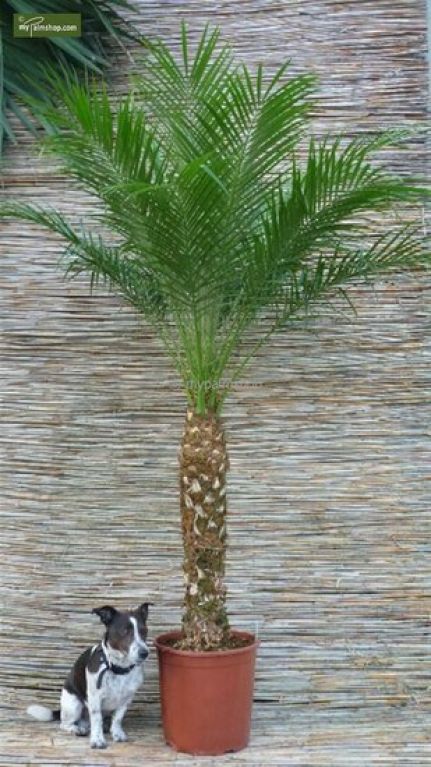 Monstera Siltepecana