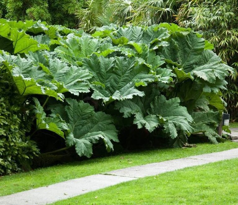 Scindapsus Treubii Dark plant
