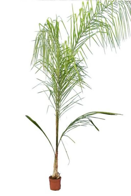 Syngonium Red Spot blad