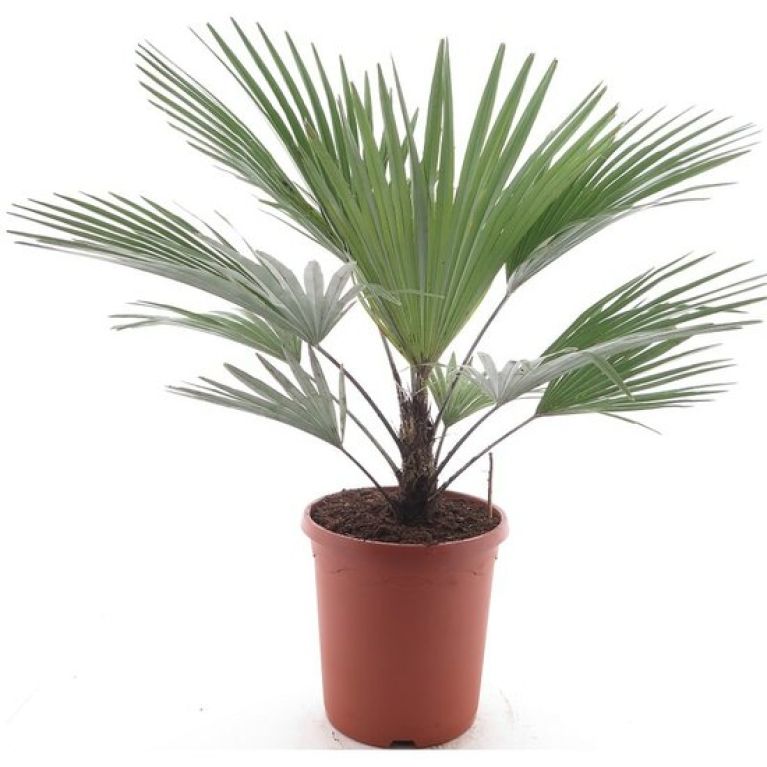 Epipremnum Pinnatum Global Green blad variegata