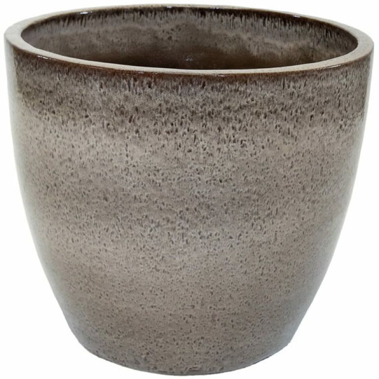 Hoya Krohniana Silver blad