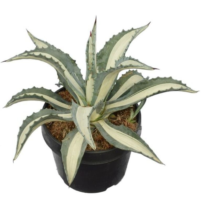 Syngonium Three Kings