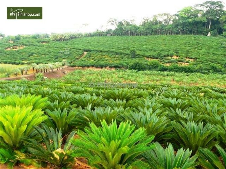 Hoya Krohniana Silver blad
