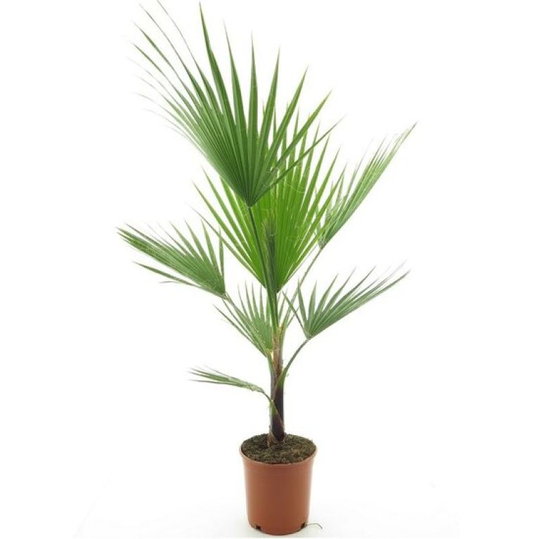 Alocasia Branchifolia Pink Passion blad