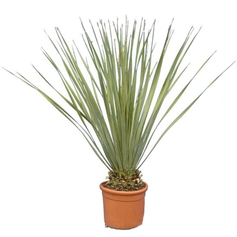 Epipremnum Pinnatum Global Green