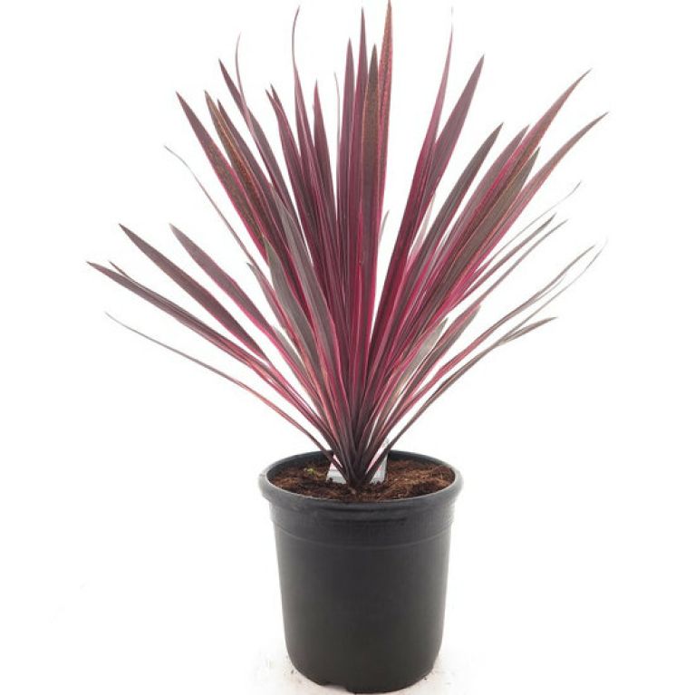 Hoya Krohniana Silver blad