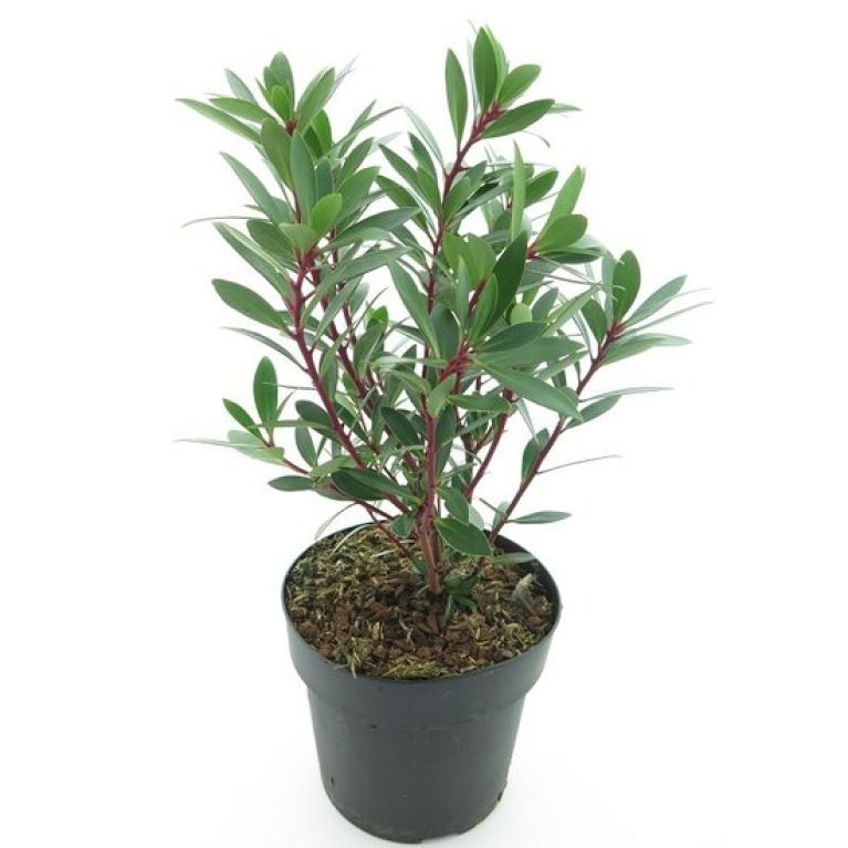 Scindapsus Treubii Dark