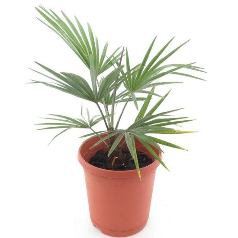 Alocasia Branchifolia Pink Passion blad