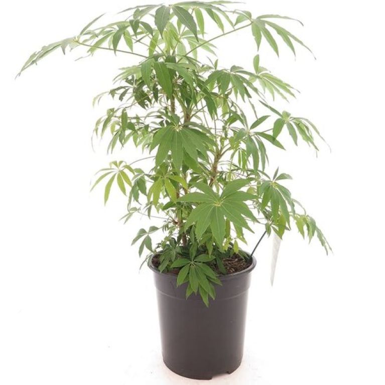 Scindapsus Treubii Dark plant