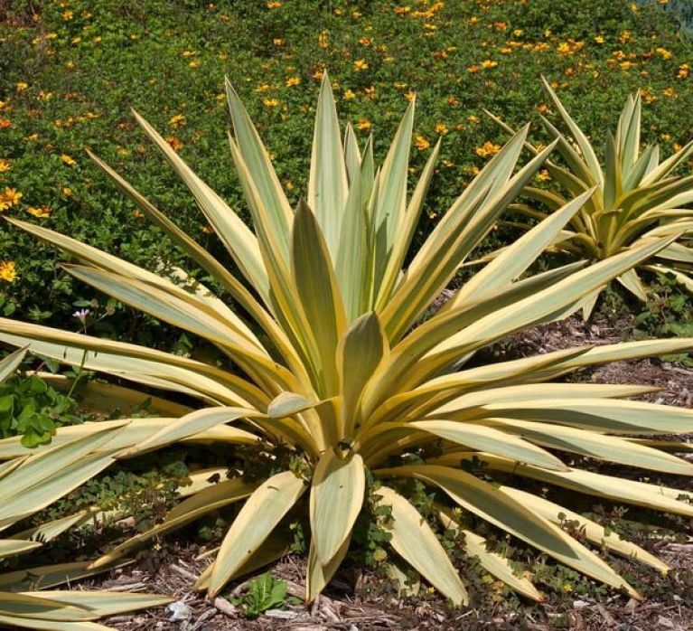 Epipremnum Pinnatum Global Green