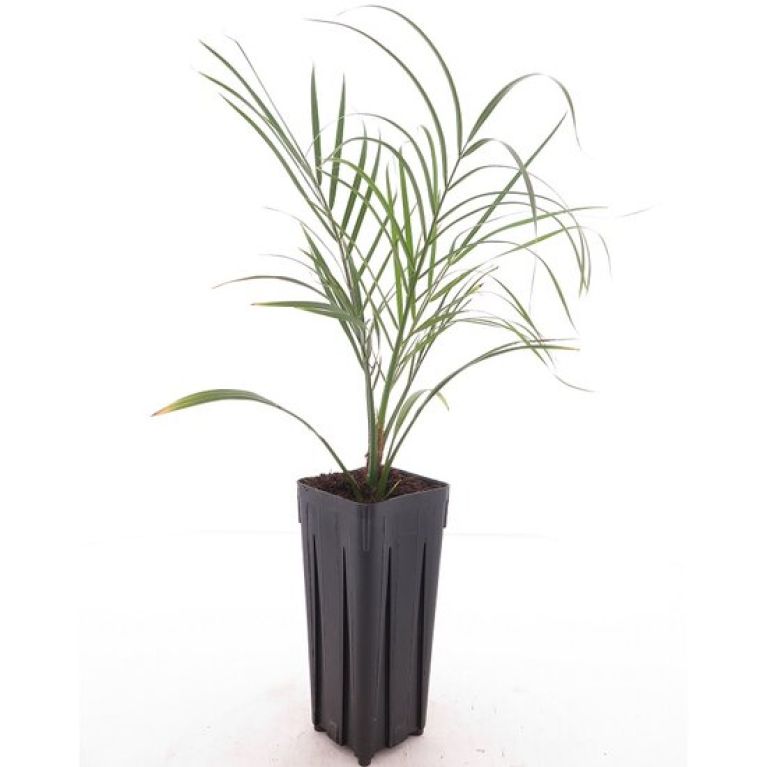 Marcgravia Sintenisii