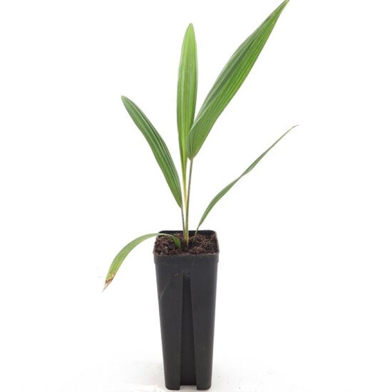 Syngonium Red Spot blad