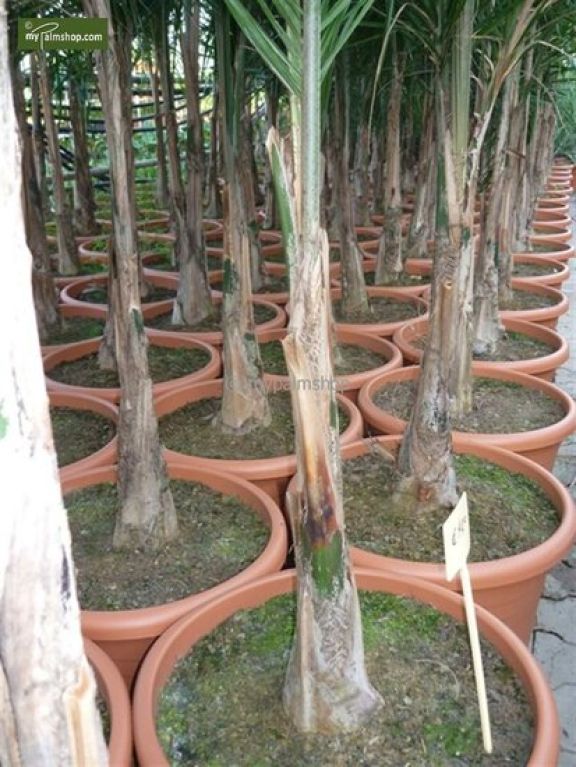 Alocasia Branchifolia Pink Passion blad