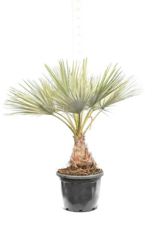 Alocasia Branchifolia Pink Passion blad