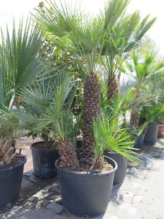 Solanum Evolvulifolium