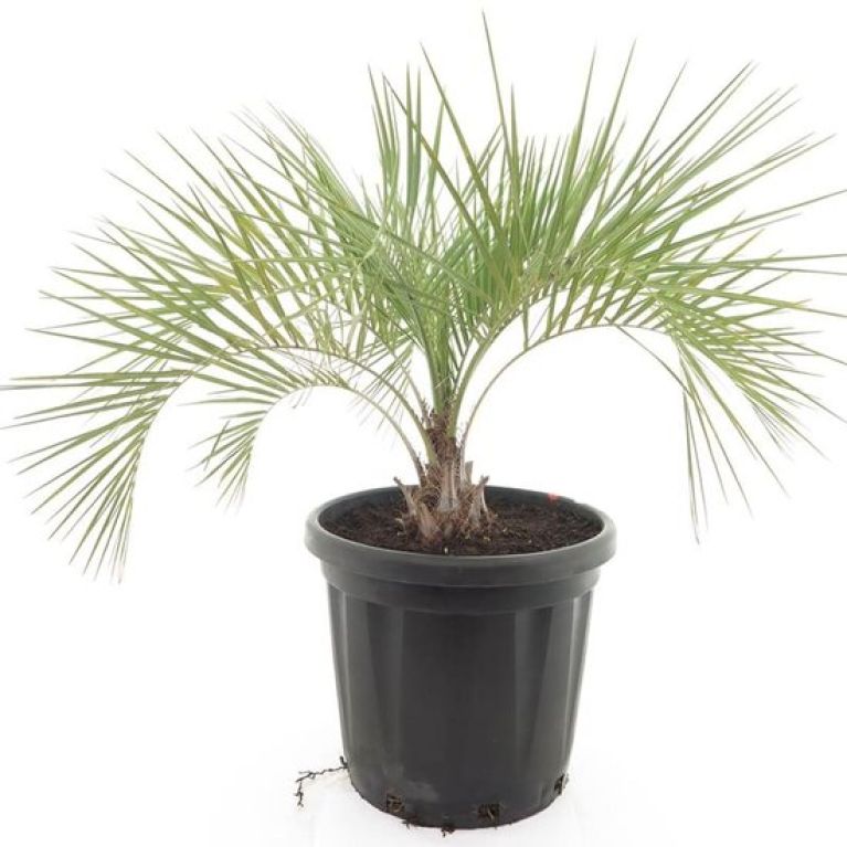 Scindapsus Treubii Dark plant