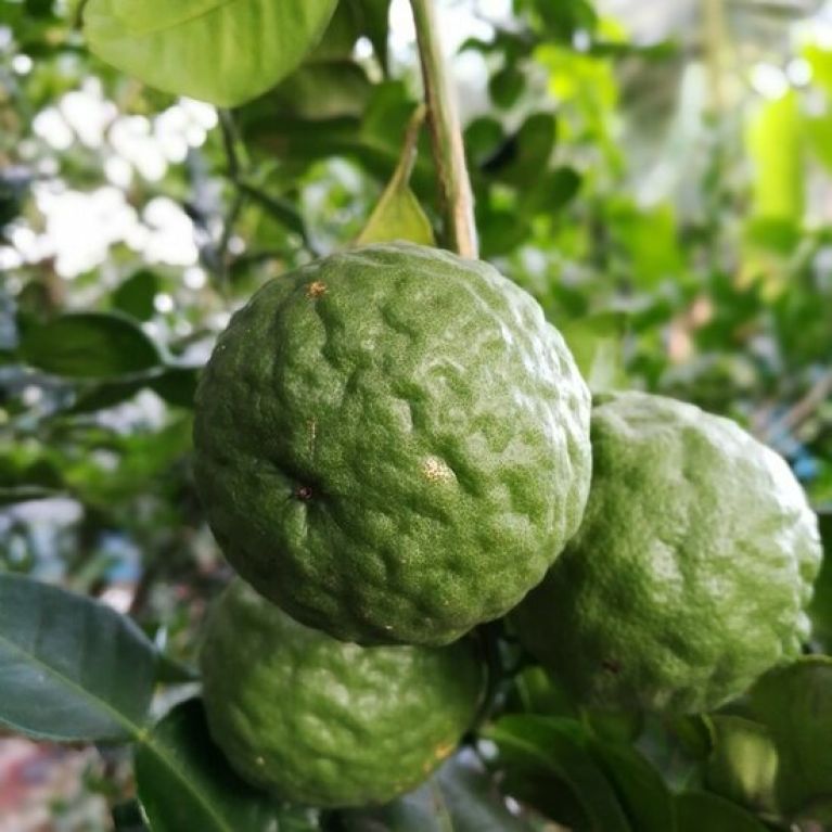 Syngonium Pink Splash