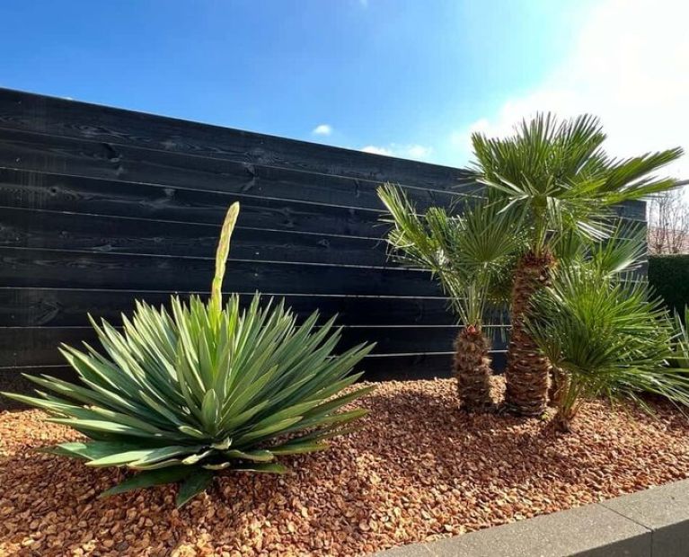 Syngonium Pink Splash