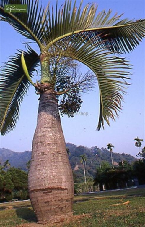 Epipremnum Pinnatum Global Green