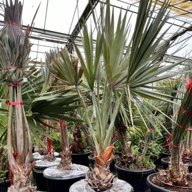 Hoya Krohniana Silver blad