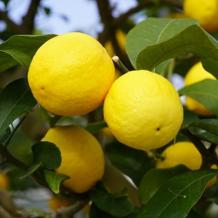 Epipremnum Pinnatum Global Green