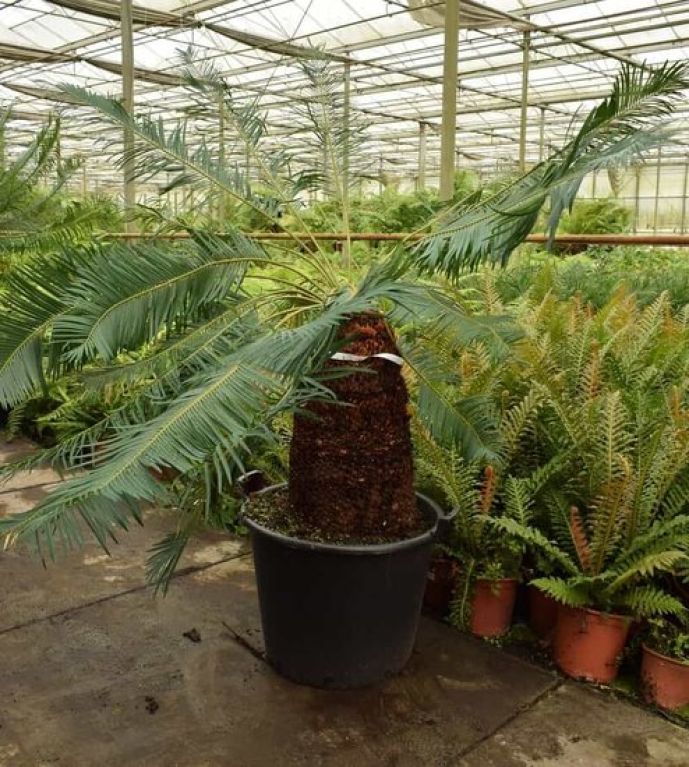 Scindapsus Treubii Dark plant