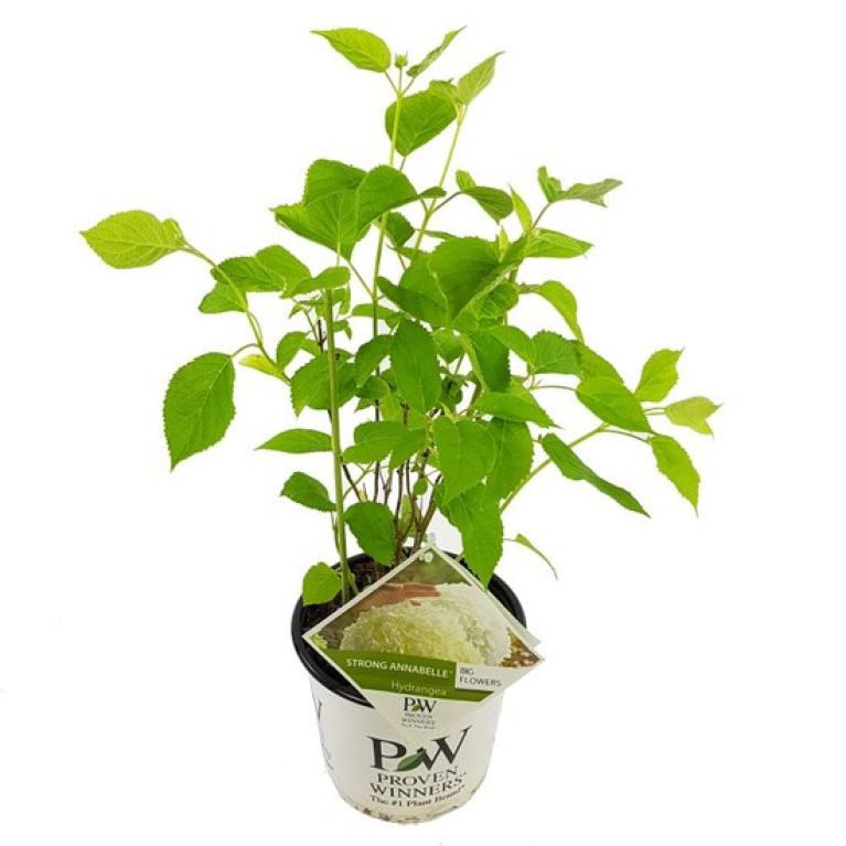 Epipremnum Pinnatum Global Green