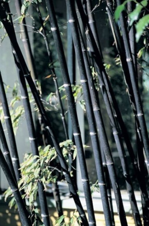 Monstera Siltepecana