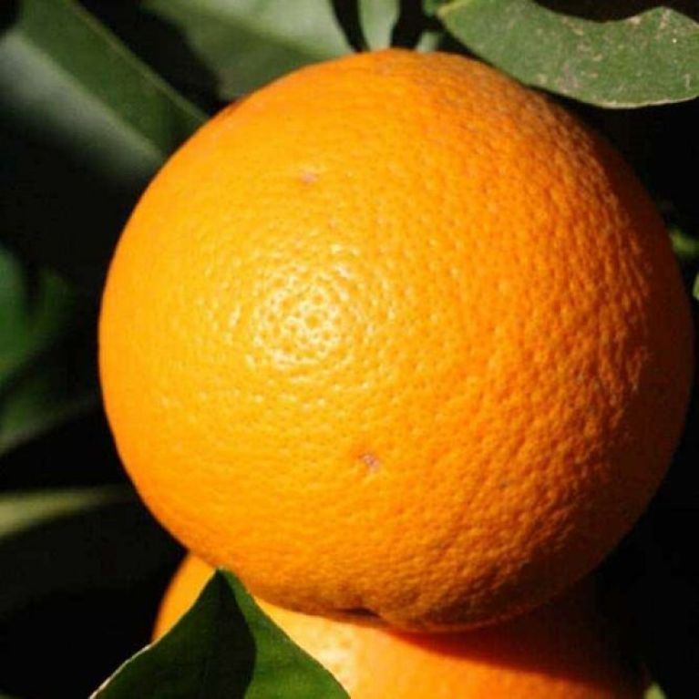 Hoya Krohniana Silver blad