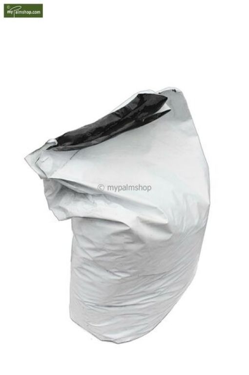 Epipremnum Pinnatum Global Green