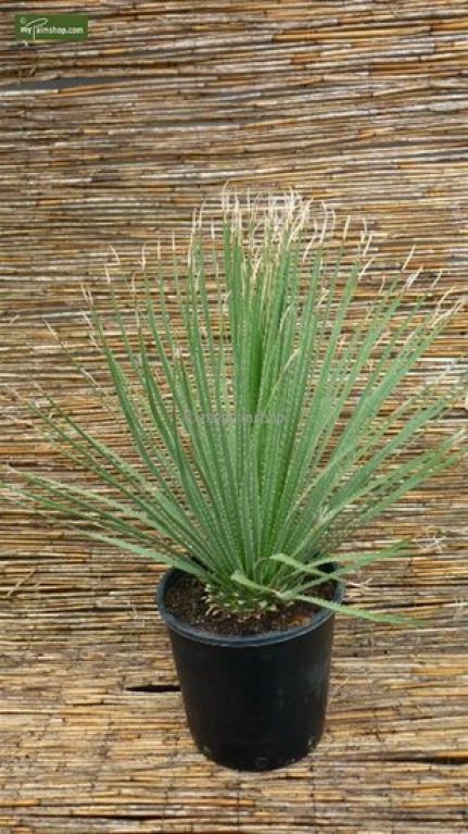 Philodendron Plowmanii