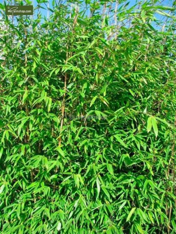 Syngonium Three Kings blad